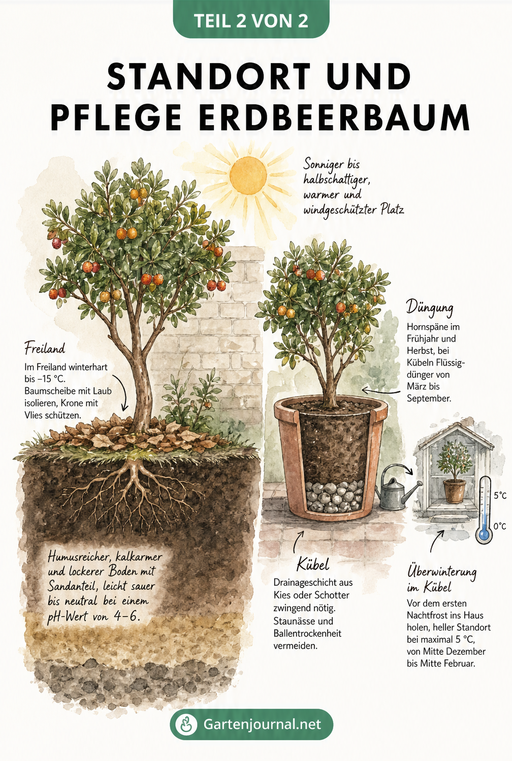 Querschnitt-Zeichnung zur Pflanzung und Pflege des Erdbeerbaums im Garten und im Kübel
