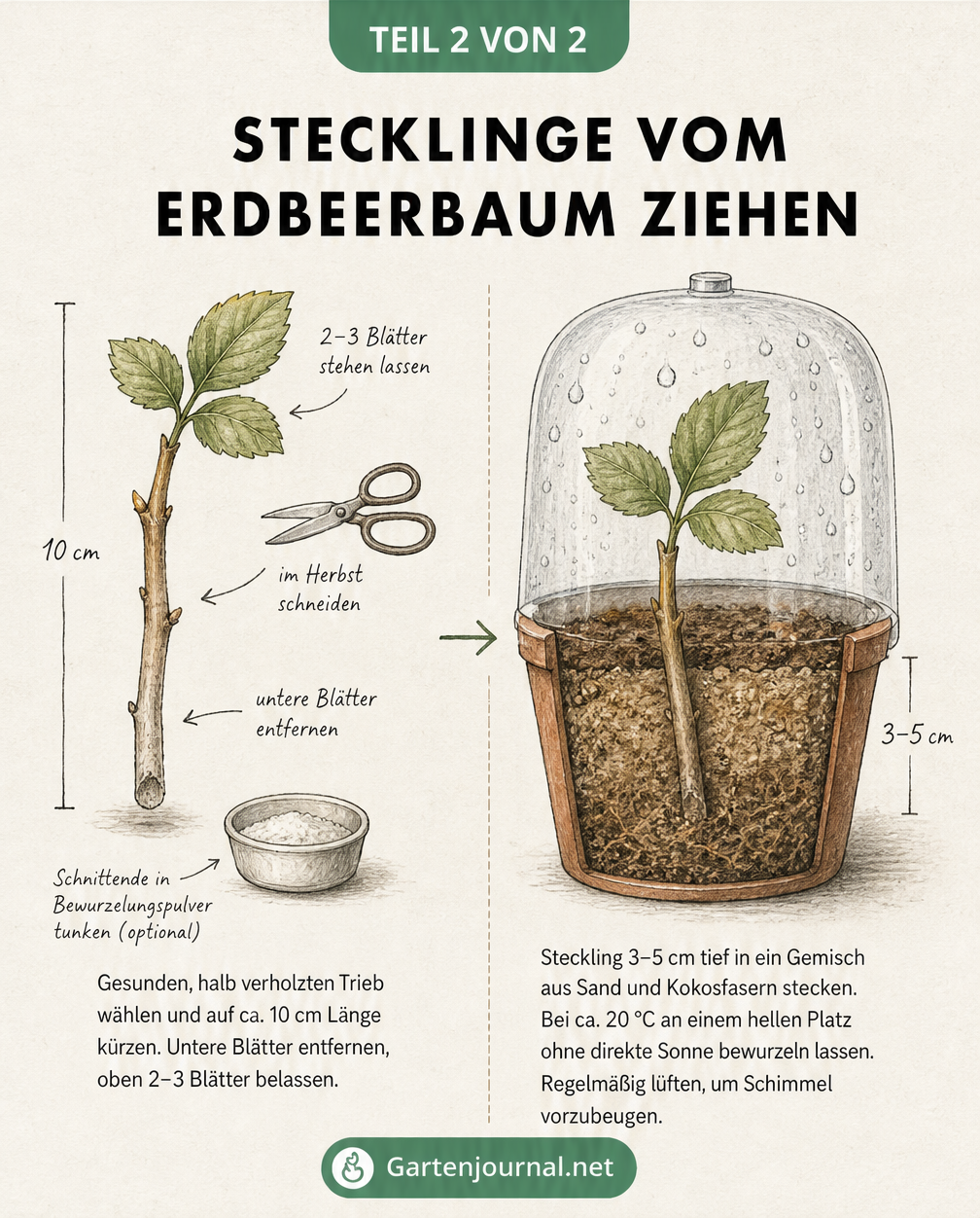 Illustration zur Stecklingsvermehrung beim Erdbeerbaum: Ein 10 cm langer Trieb wird geschnitten, entblättert und in ein Sand-Kokos-Gemisch unter einer...