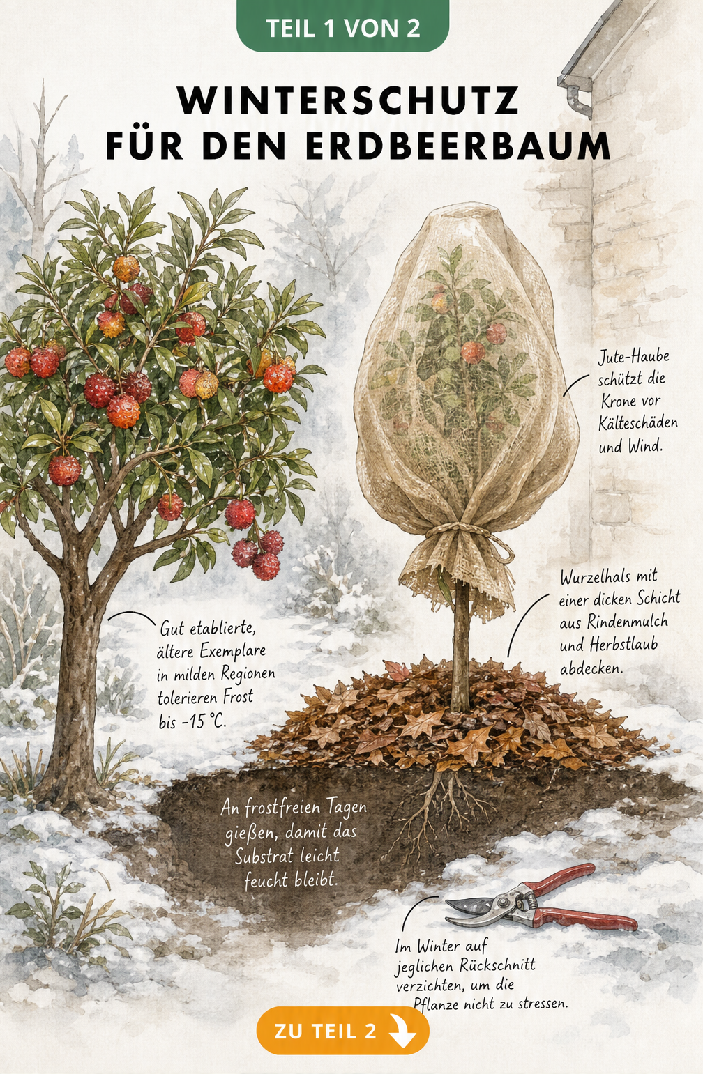 Illustration eines Erdbeerbaums im Winter mit Schutzmaßnahmen wie Jute-Haube und Rindenmulch