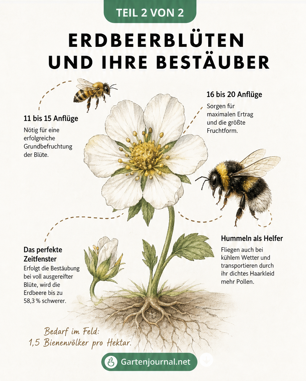 Illustration einer Erdbeerblüte mit Biene und Hummel, die die Anzahl der nötigen Anflüge für maximalen Ertrag zeigt
