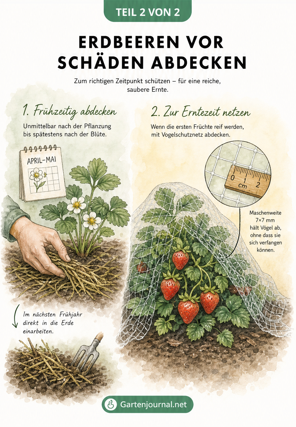 Zweigeteilte Aquarell-Grafik: Links wird getrocknetes Gras unter eine blühende Erdbeerpflanze geschoben, rechts schützt ein feinmaschiges Netz die reifen...