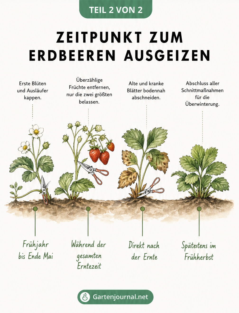 Zeitstrahl über die Gartensaison, der die vier wichtigsten Zeitpunkte zum Ausgeizen von Erdbeeren illustriert.