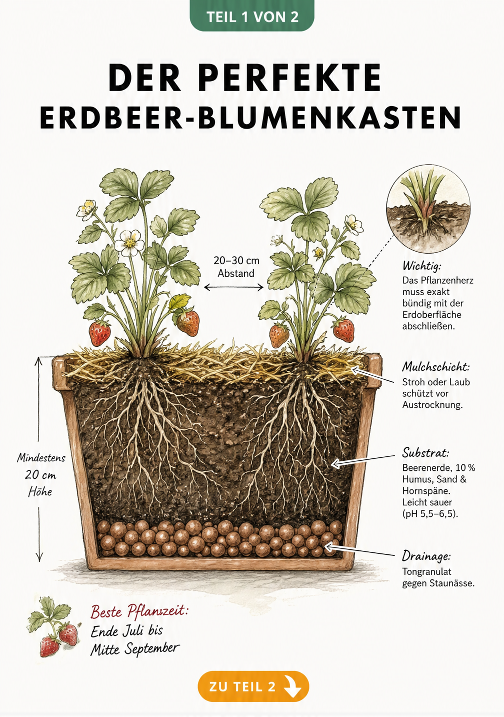 Querschnitt eines bepflanzten Blumenkastens mit Erdbeeren, der die Schichten aus Drainage, Erde und Mulch sowie die richtige Pflanztiefe zeigt.