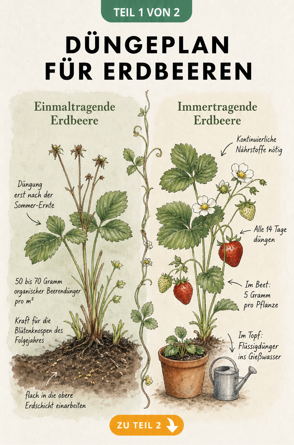 Illustration eines Düngeplans für einmaltragende und immertragende Erdbeeren mit Hinweisen zur Nährstoffversorgung