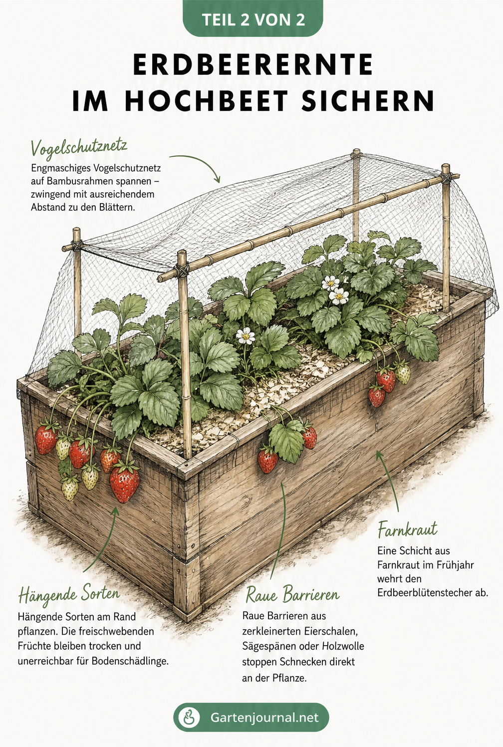 Isometrische Ansicht eines Hochbeets mit Erdbeerpflanzen, Vogelschutznetz und Barrieren gegen Schnecken