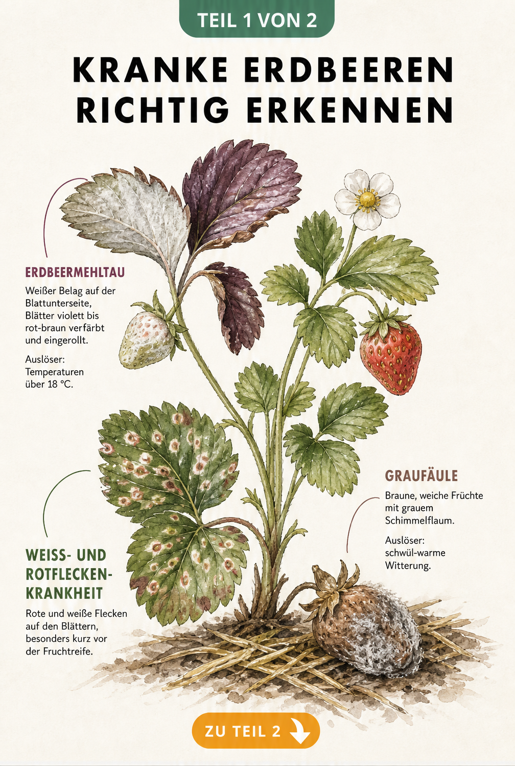 Botanische Illustration einer Erdbeerpflanze, die Erdbeermehltau, Graufäule und Weiß- und Rotfleckenkrankheit zeigt