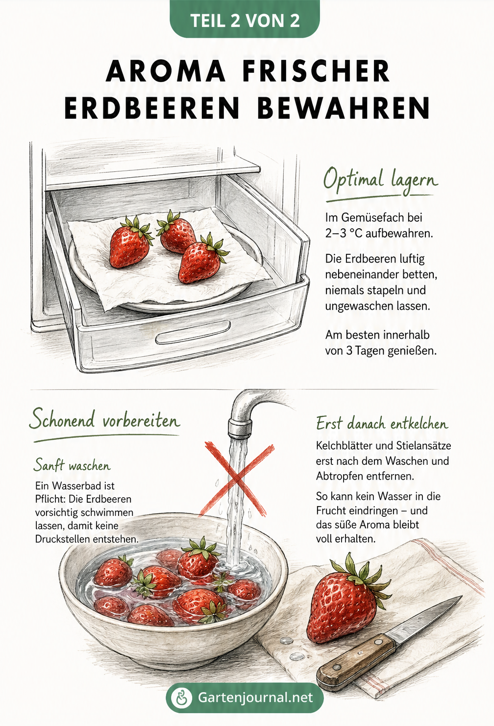 Skizze zur optimalen Lagerung von Erdbeeren im Kühlschrank und schonenden Vorbereitung im Wasserbad