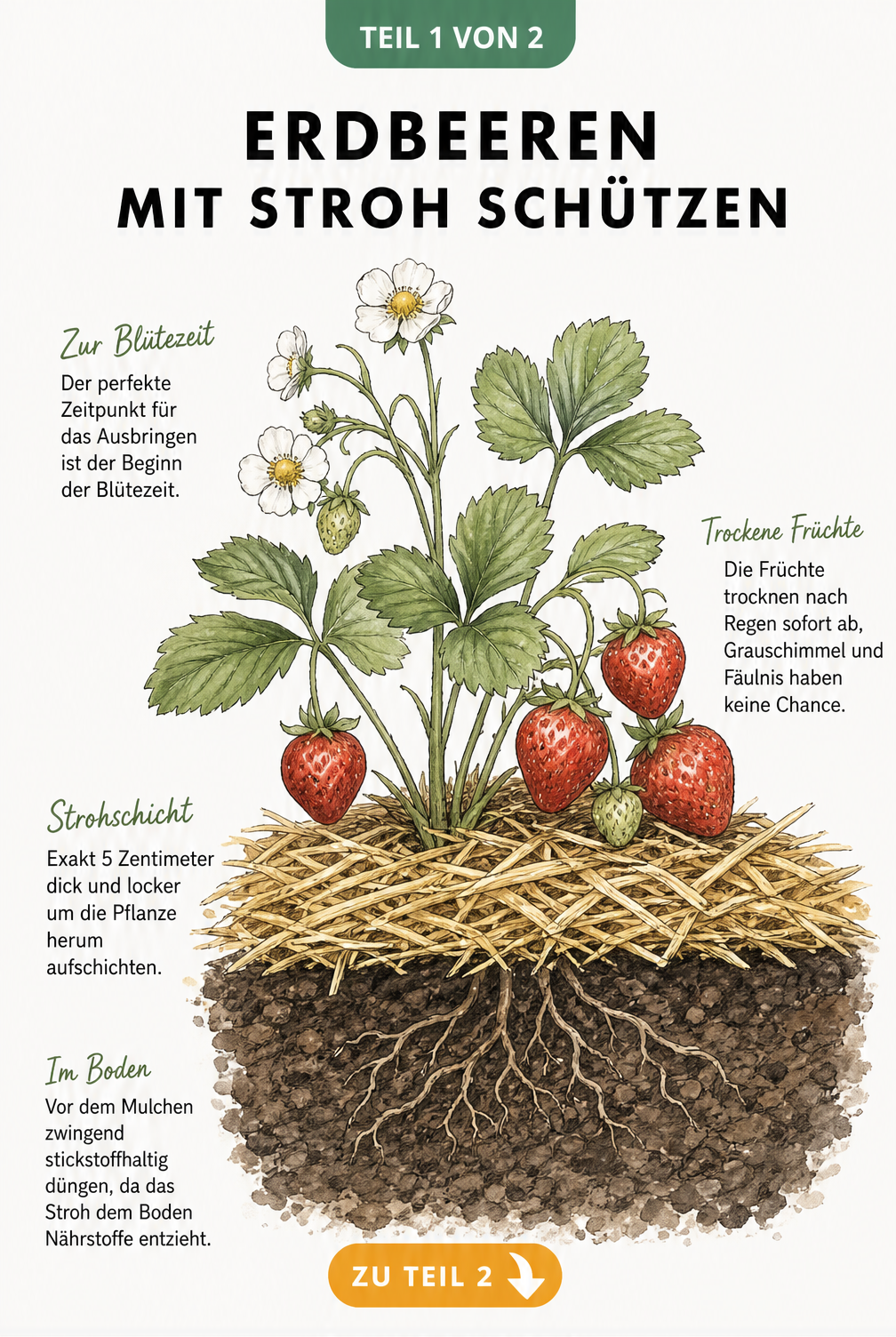 Schnittansicht einer Erdbeerpflanze im Beet mit Strohschicht als Mulch unter den Früchten