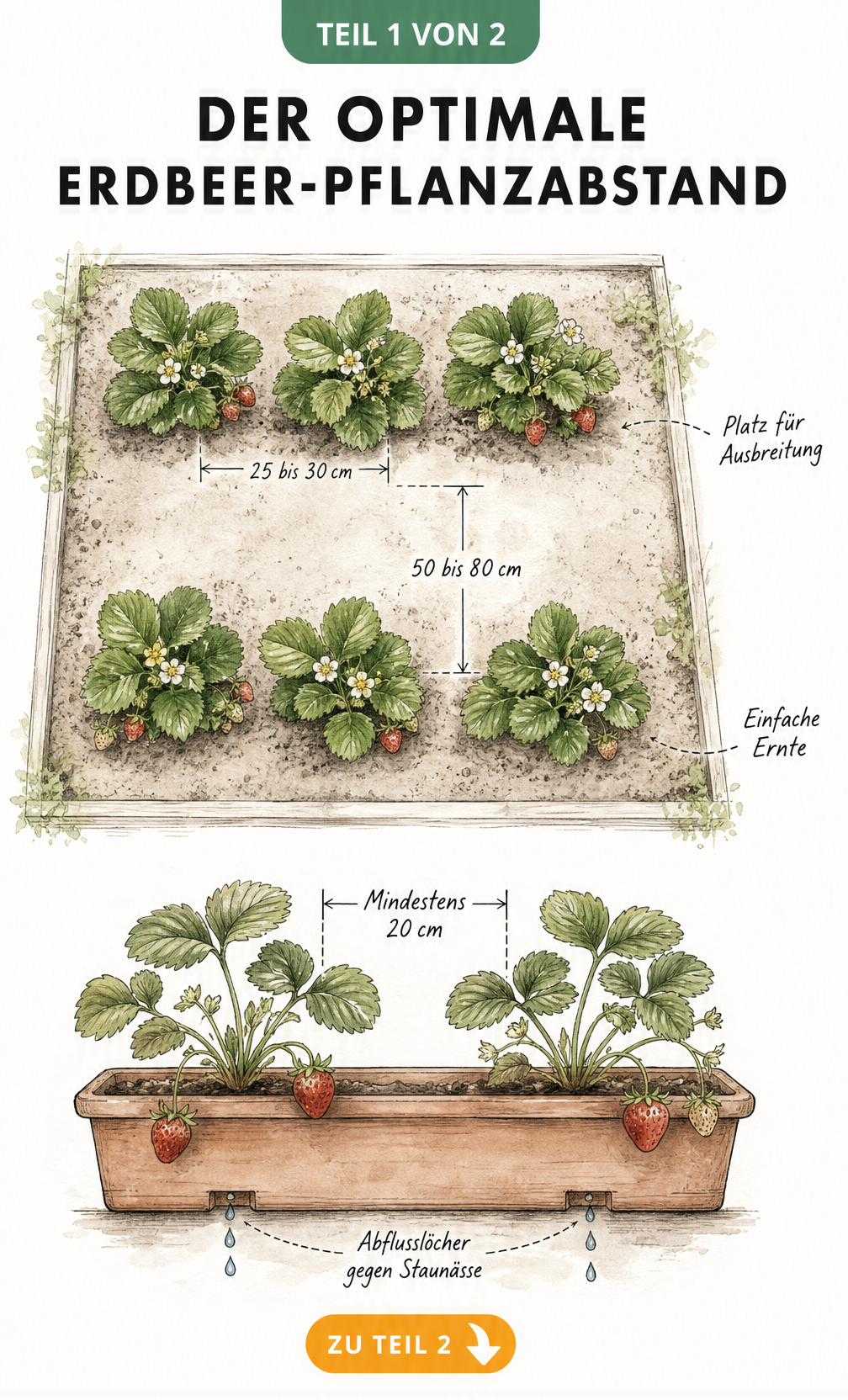 Skizze zum optimalen Pflanzabstand für Erdbeeren im Gartenbeet und im Balkonkasten