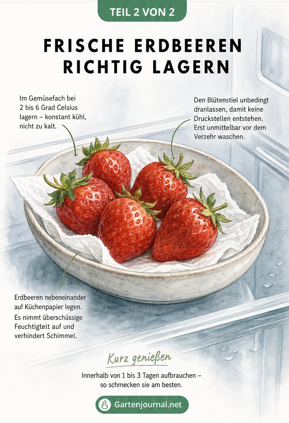 Illustration einer flachen Keramikschale mit Erdbeeren auf Küchenpapier im Kühlschrank, mit Tipps zur richtigen Lagerung.