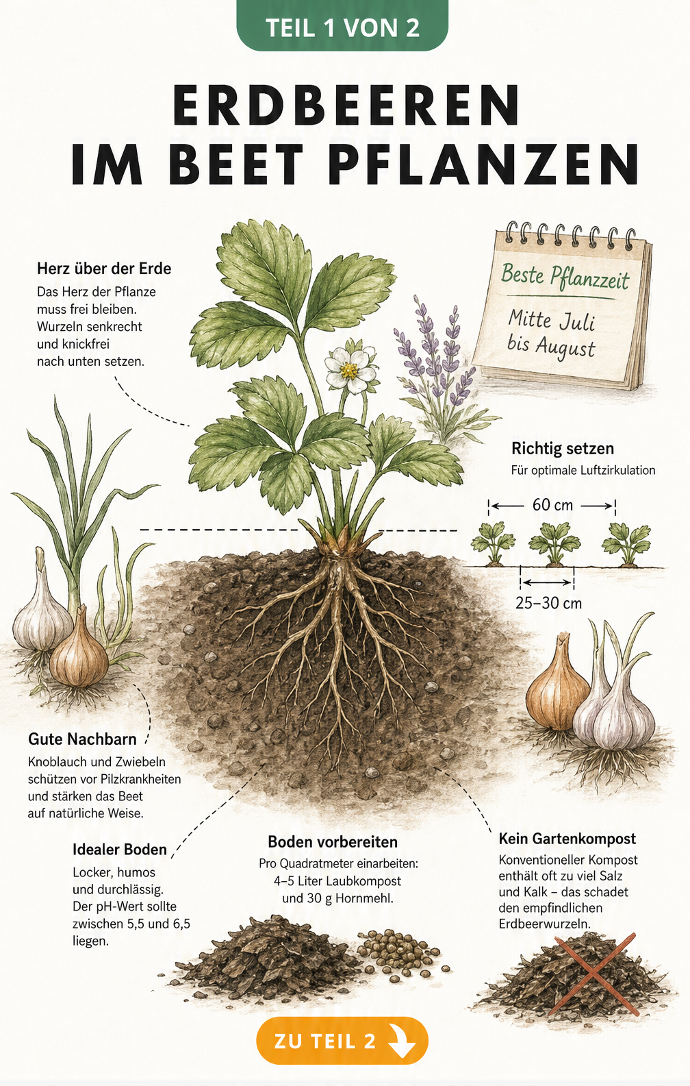 Querschnitt-Illustration eines Erdbeerbeets mit Pflanzhöhe, Wurzelwerk, Bodenzusammensetzung und Mischkultur-Partnern