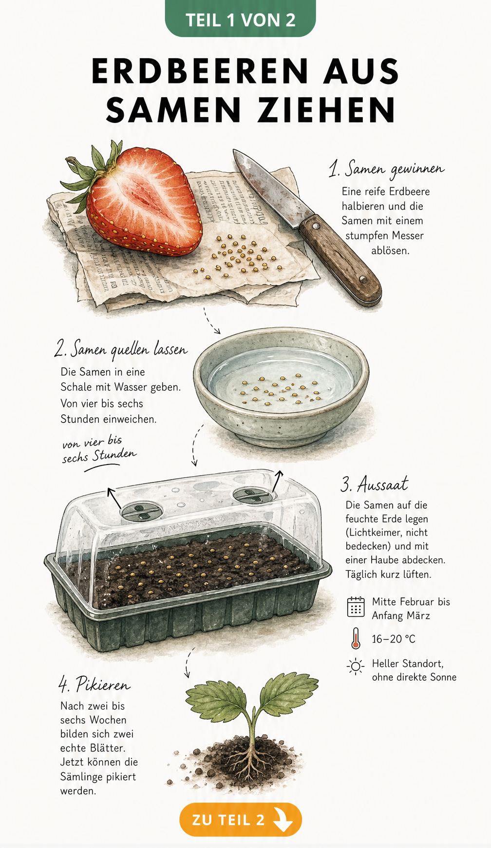 Botanische Illustration: Erdbeersamen aus reifer Frucht gewinnen, in Wasserschale vorquellen und in Anzuchtschale aussäen.