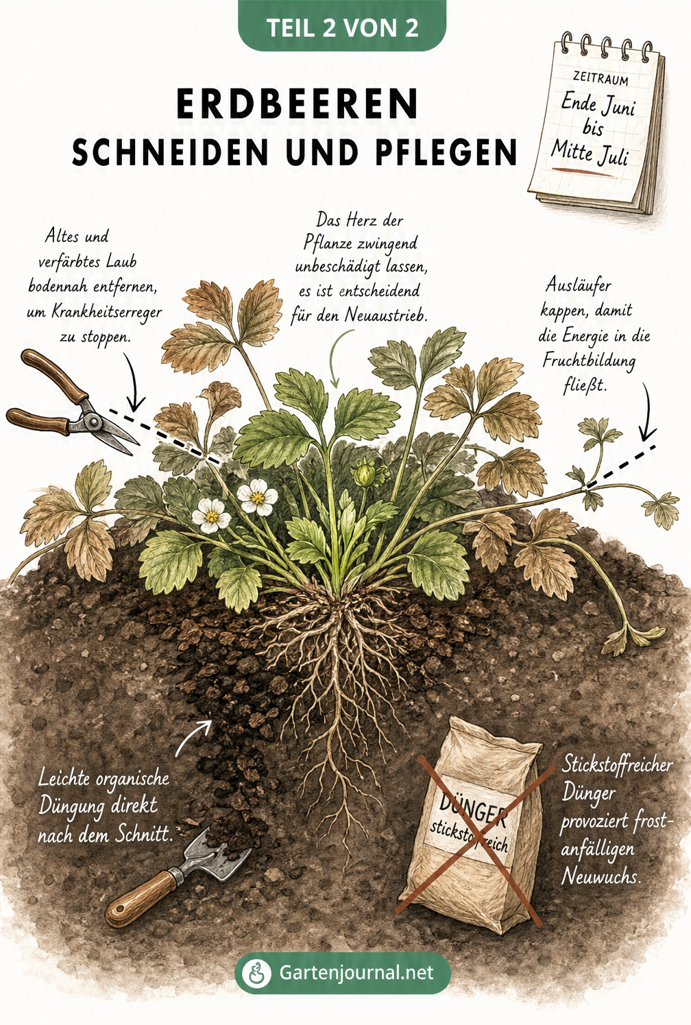 Botanische Zeichnung einer Erdbeerpflanze, die zeigt, wie altes Laub und Ausläufer geschnitten werden, während das Herz intakt bleibt