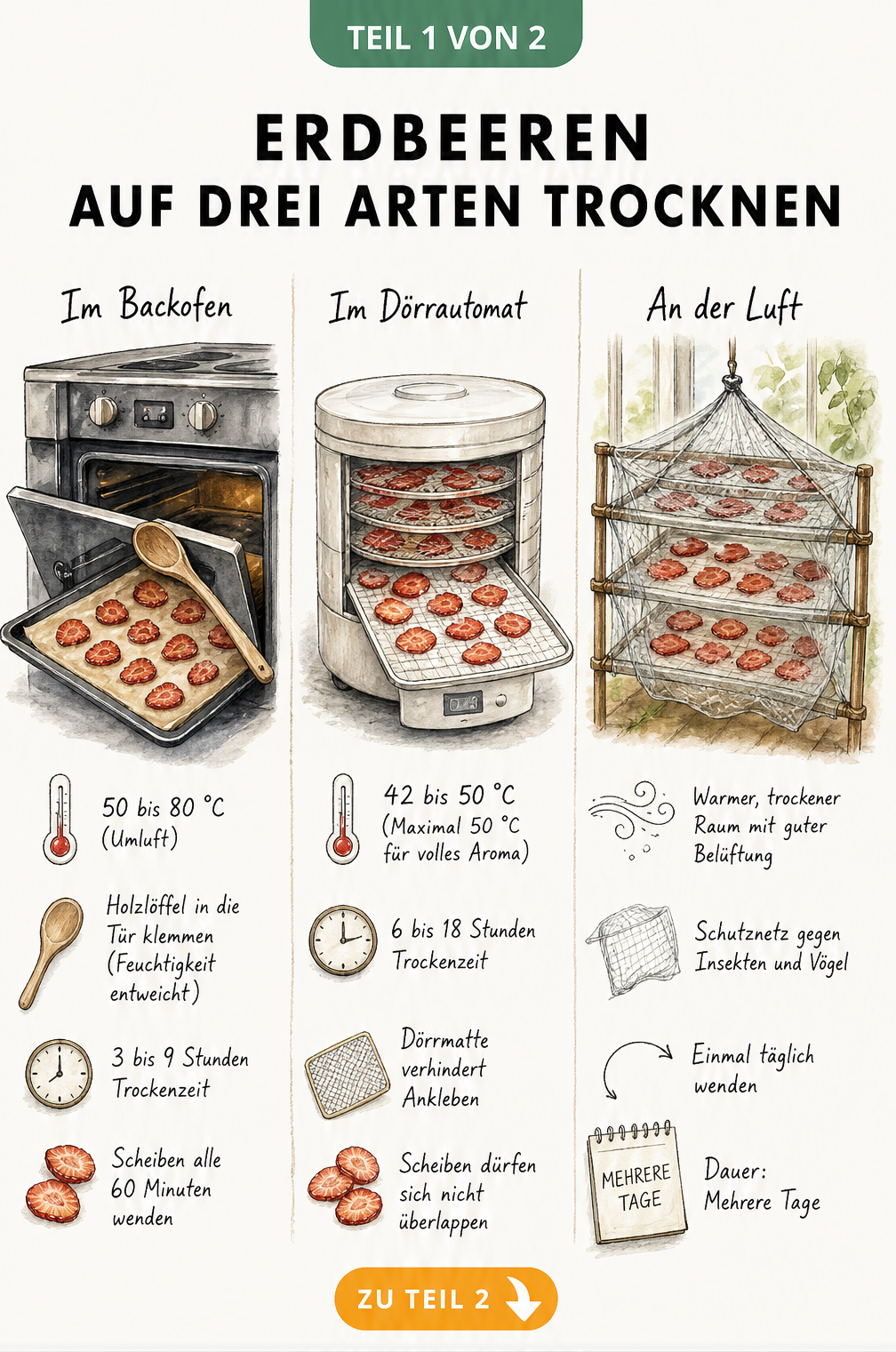 Illustration von drei Methoden zum Trocknen von Erdbeeren: im Backofen, im Dörrautomat und an der Luft.