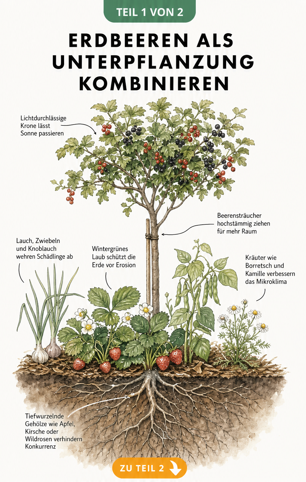 Botanische Illustration eines Gartenbeets mit Erdbeeren als Unterpflanzung unter einem Beerenstrauch, kombiniert mit Knoblauch, Bohnen und Kamille.