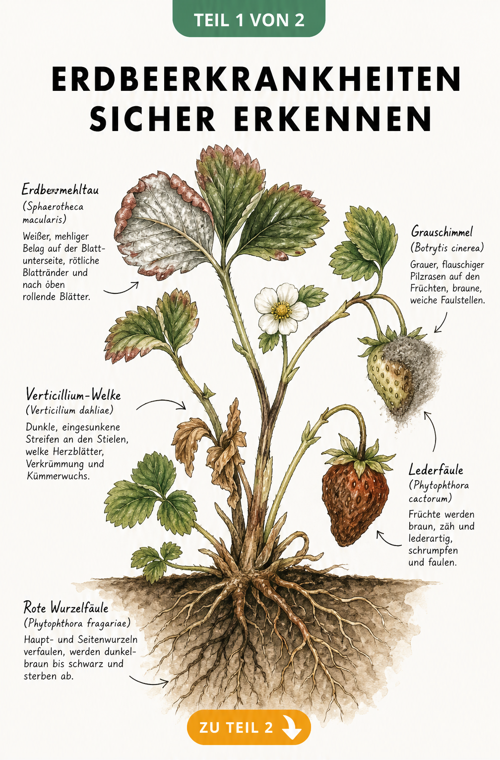 Botanische Illustration einer Erdbeerpflanze im Querschnitt, die Symptome von Erdbeermehltau, Verticillium-Welke, Rhizomfäule, Grauschimmel, Lederfäule und...