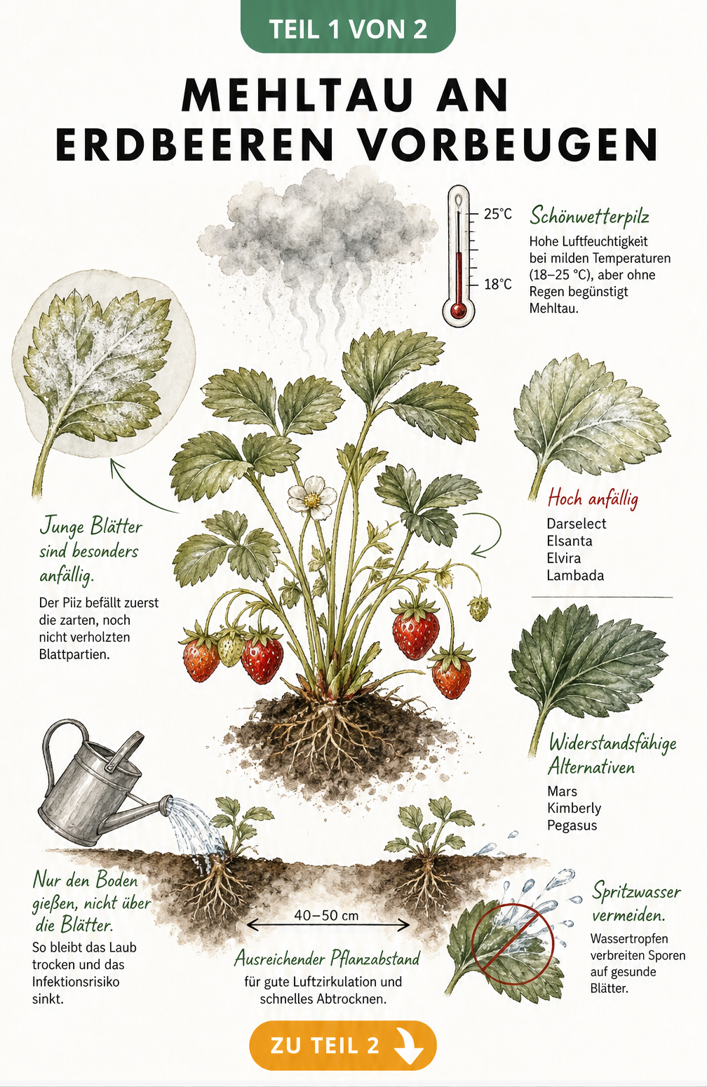 Illustration einer Erdbeerpflanze, die Umwelteinflüsse wie Temperatur und Luftfeuchtigkeit sowie Pflegemaßnahmen zur Vorbeugung von Mehltau zeigt.
