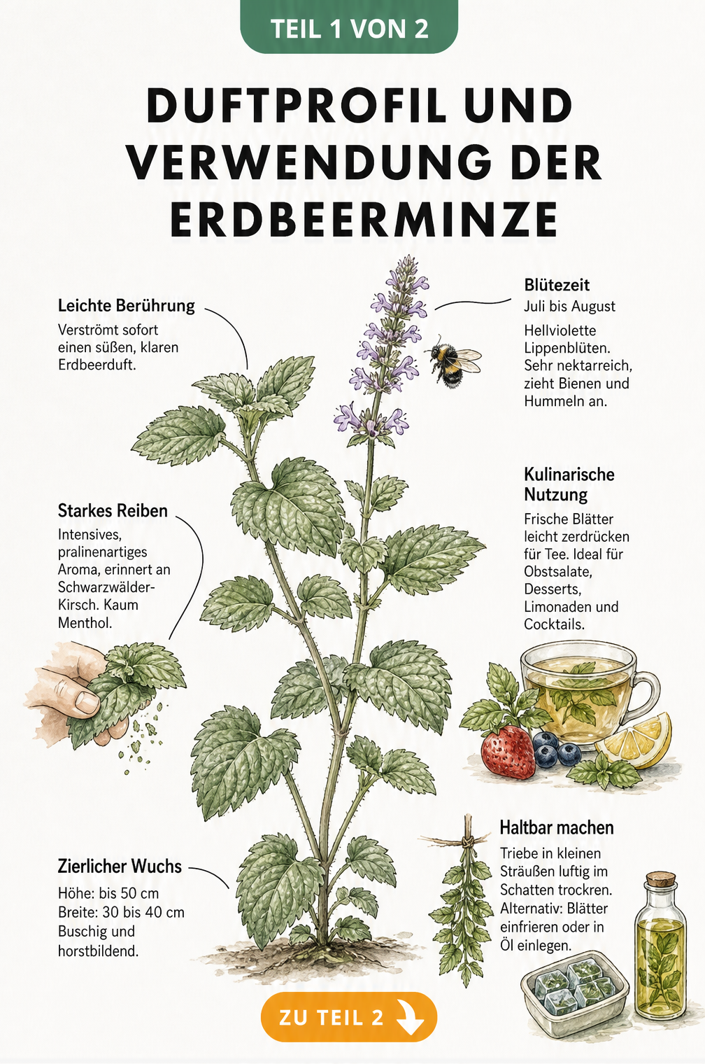 Botanische Illustration der Erdbeerminze mit Details zu Wuchs, Blütezeit, Duft und kulinarischer Verwendung