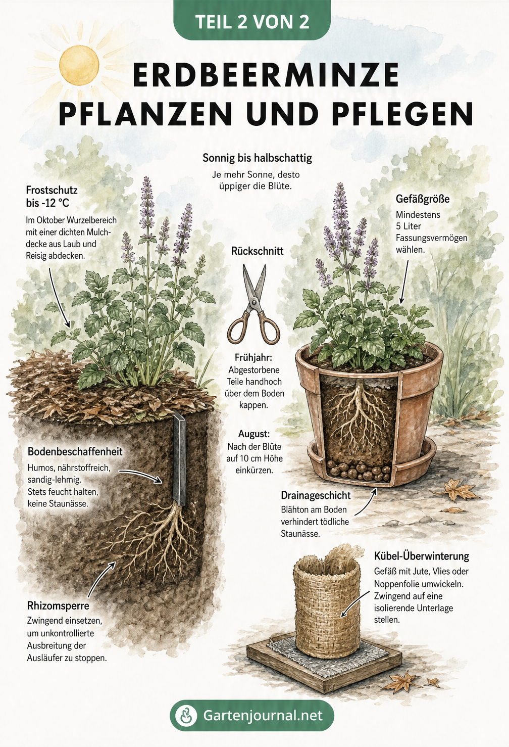 Querschnitt-Zeichnung zur Pflanzung und Pflege der Erdbeerminze im Gartenbeet und Pflanzkübel