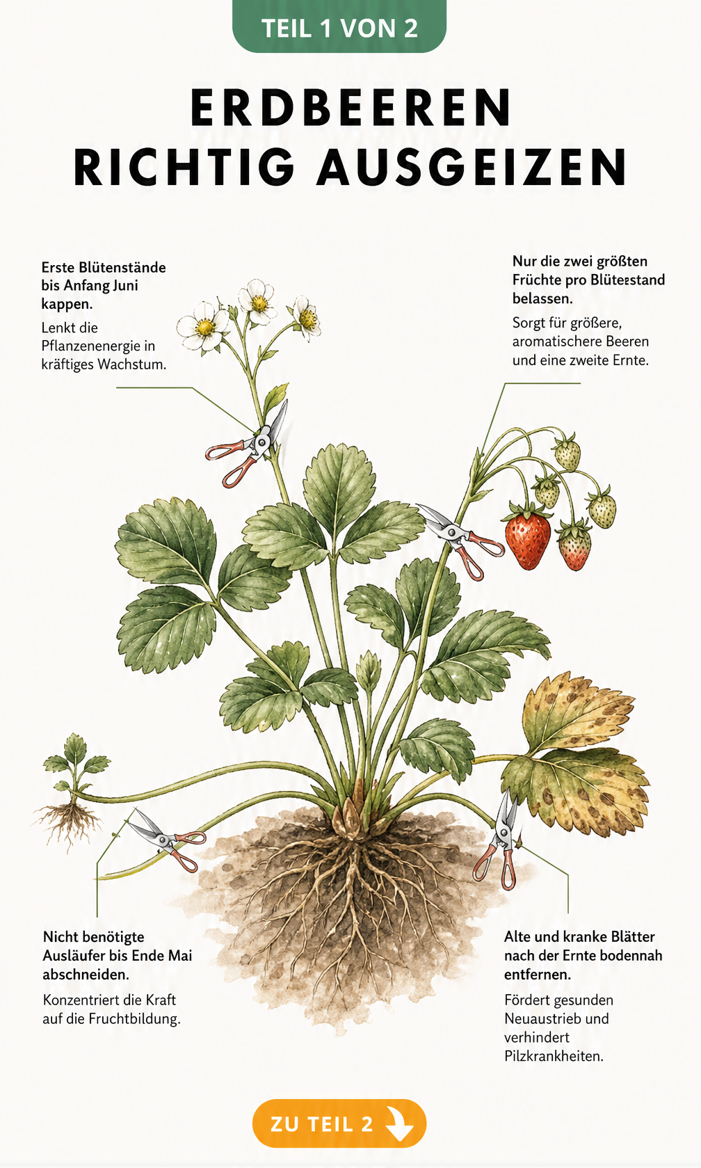 Botanische Illustration einer Erdbeerpflanze, die zeigt, an welchen Stellen Blüten, Früchte, Ausläufer und Blätter abgeschnitten werden.