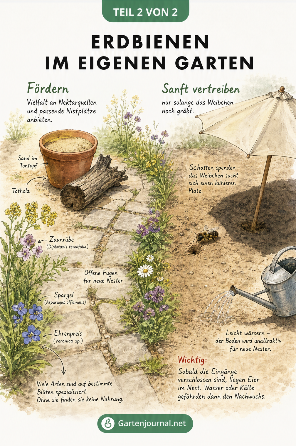 Illustration eines Gartens mit Tipps zur Förderung und zum sanften Vertreiben von Erdbienen