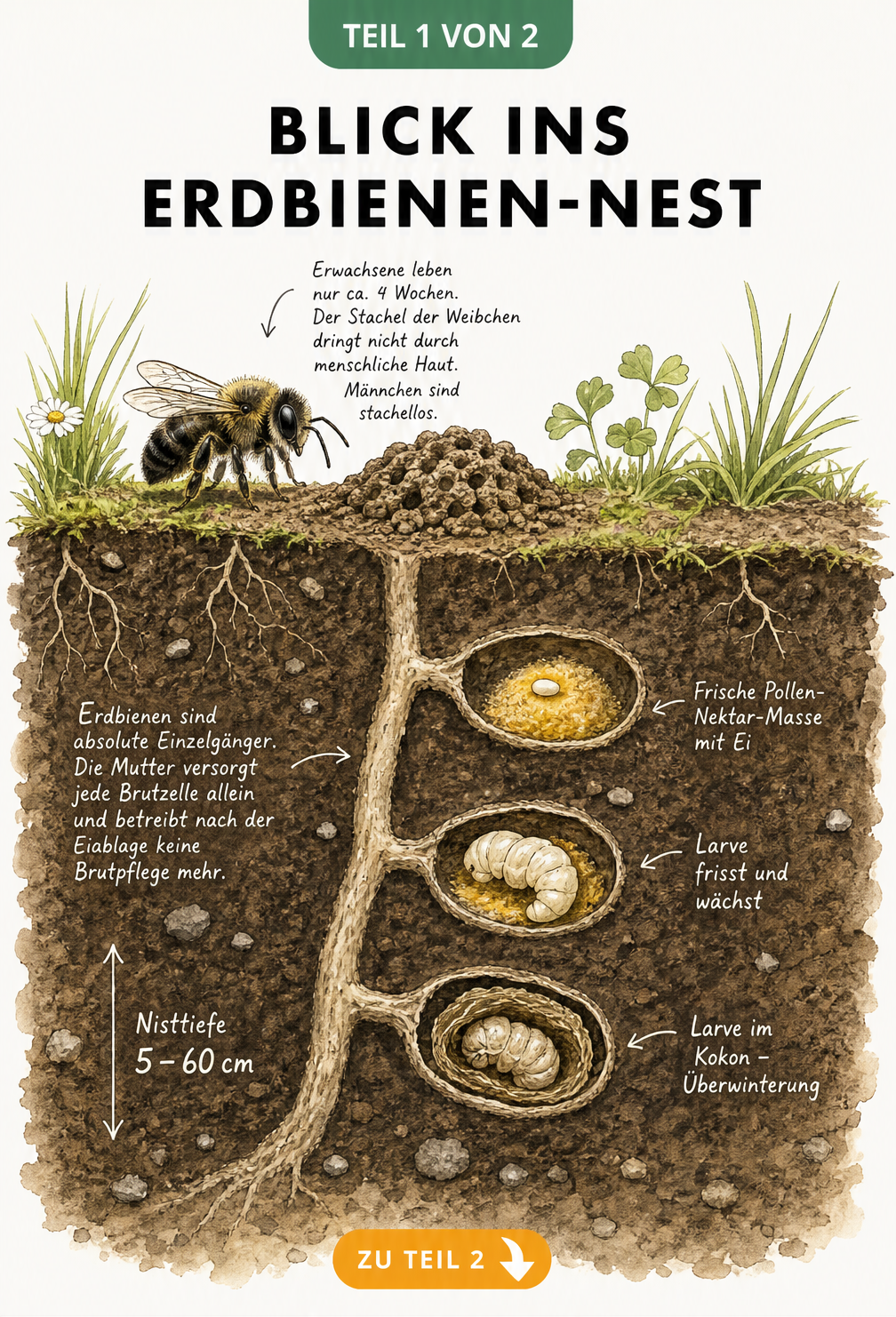Illustration eines Erdbienen-Nests im Querschnitt mit Brutzellen und Entwicklungsstadien