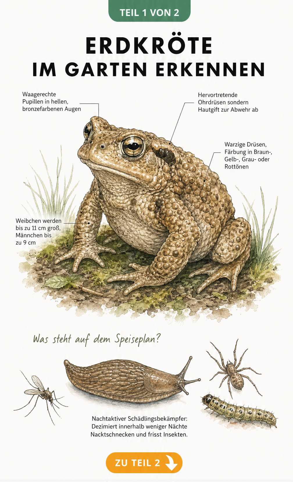Illustration einer Erdkröte mit anatomischen Merkmalen und Beutetieren wie Nacktschnecken