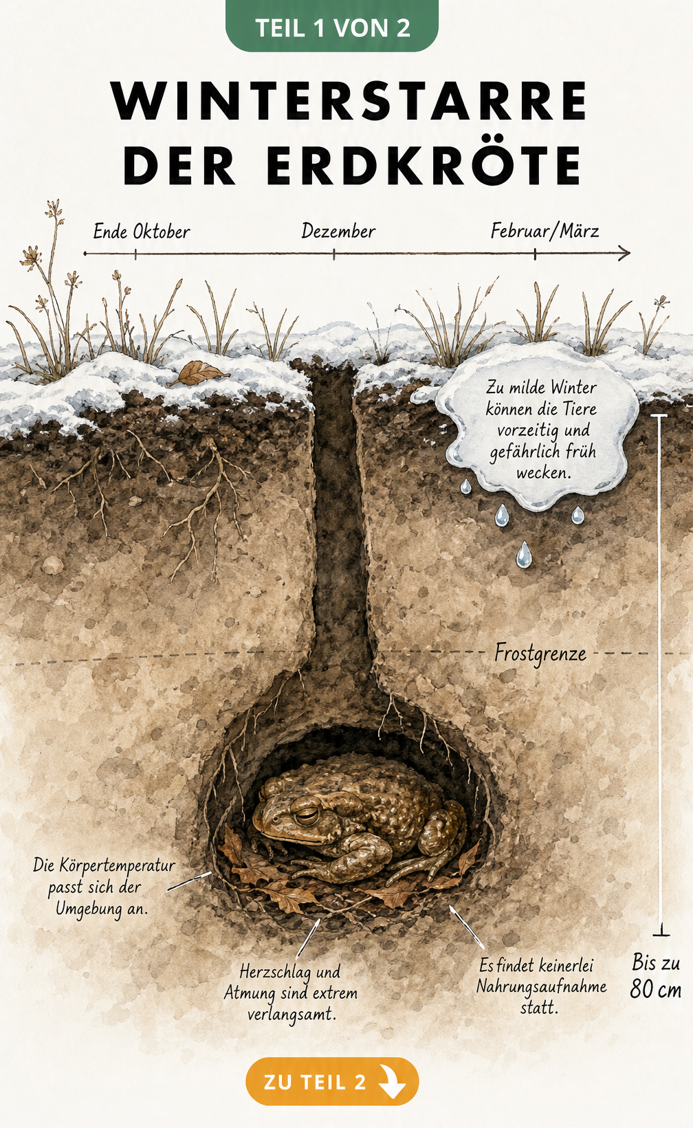 Illustration eines Erdschnitts, der eine Erdkröte in der Winterstarre tief unter der Erde zeigt.