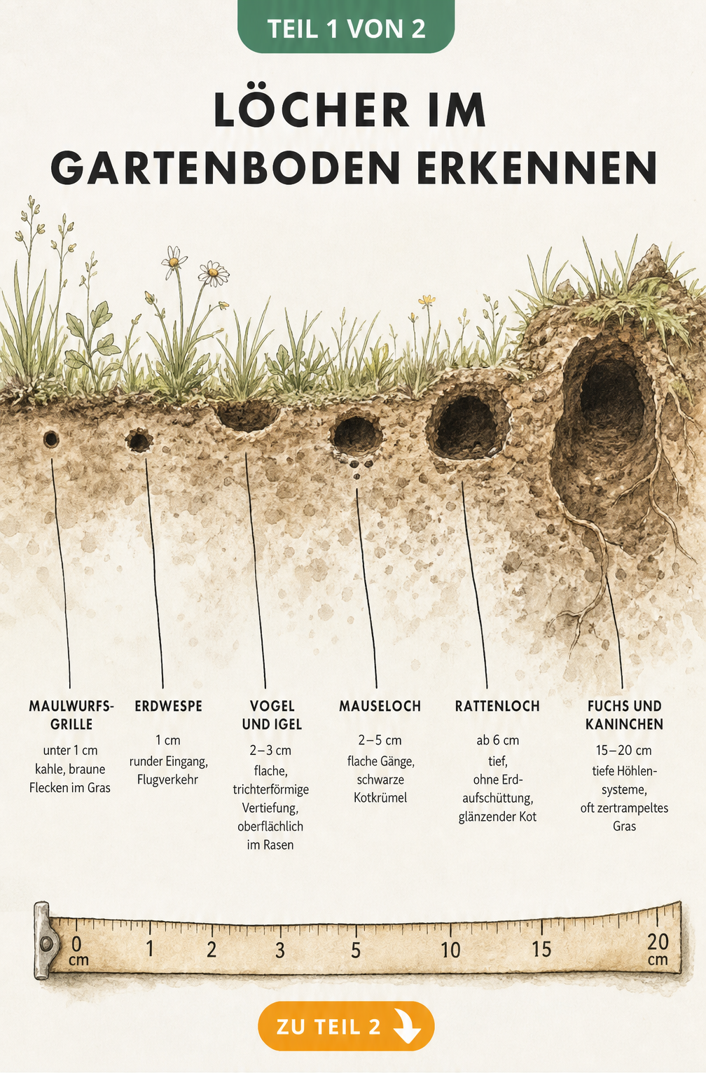 Querschnitt durch den Gartenboden mit verschiedenen Erdlöchern von Tieren wie Maulwurfsgrille, Maus, Ratte, Fuchs und Kaninchen im Größenvergleich.
