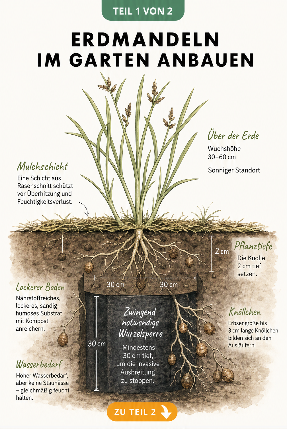 Botanische Illustration einer Erdmandelpflanze im Querschnitt mit Wurzelsperre, Pflanztiefe und Mulchschicht