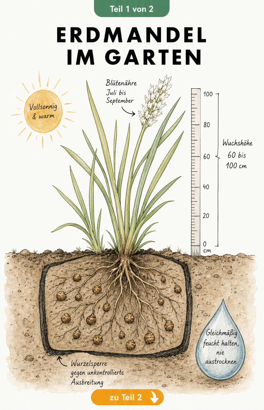 Botanische Illustration der Erdmandel mit Wurzelwerk und Knollen im Querschnitt