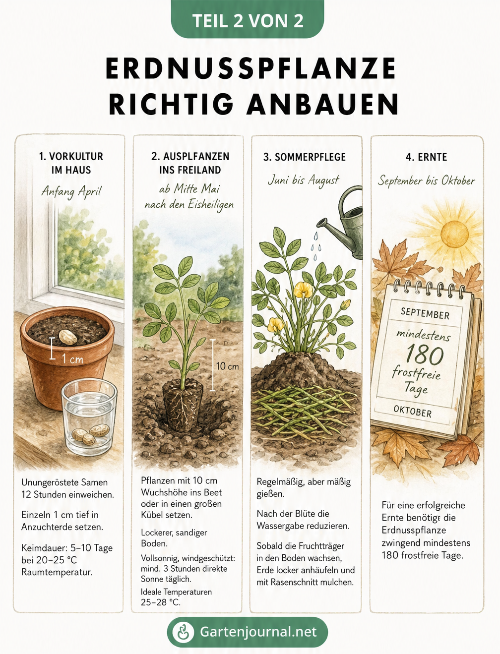 Storyboard-Illustration in vier Schritten zum Anbau von Erdnüssen: Vorkultur, Auspflanzen, Sommerpflege und Ernte