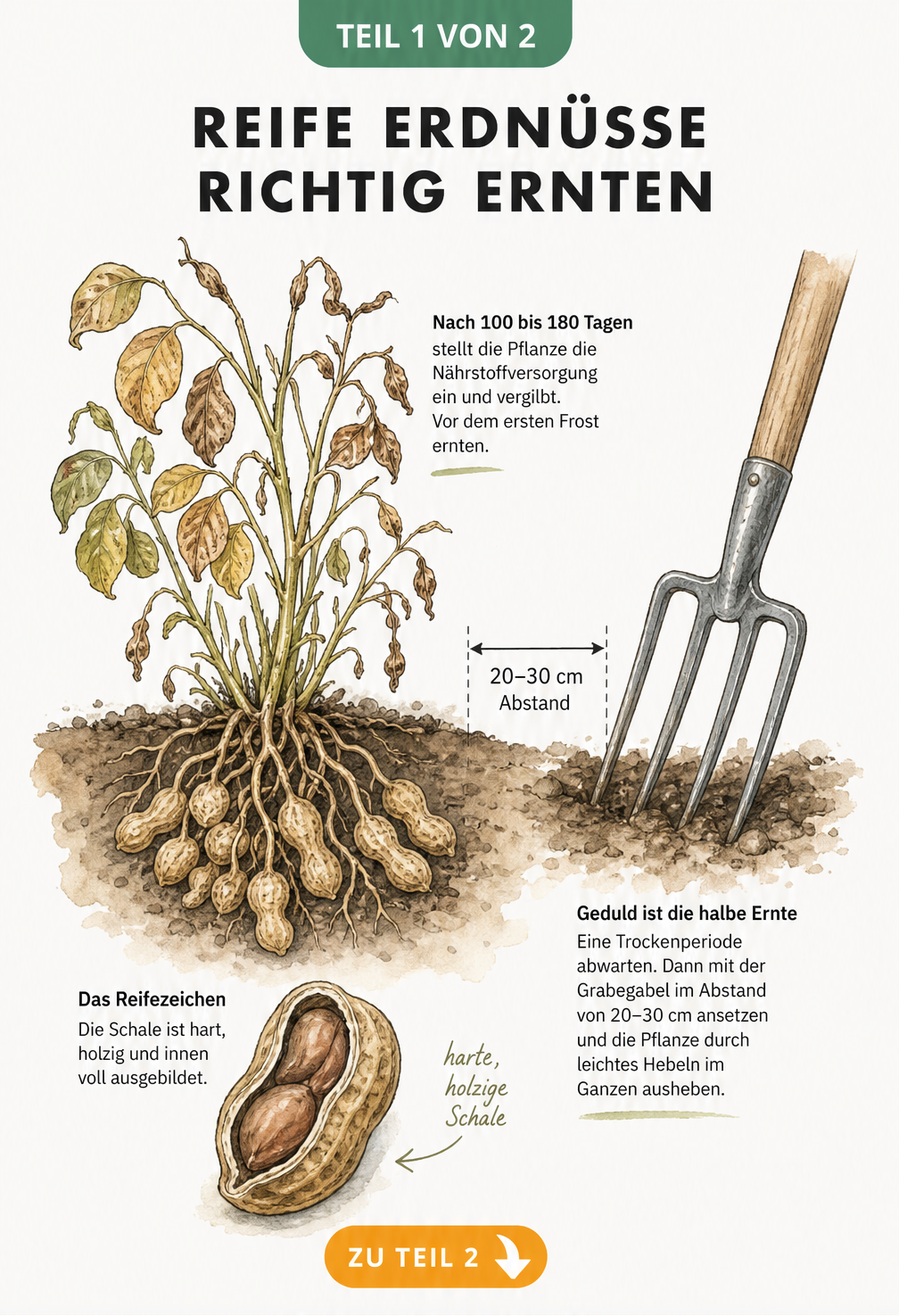 Botanische Illustration einer Erdnusspflanze mit vergilbten Blättern und reifen Erdnüssen unter der Erde, die mit einer Grabegabel geerntet wird.