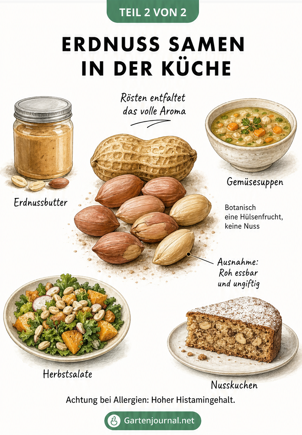 Illustration von rohen Erdnusskernen mit Skizzen für Erdnussbutter, Gemüsesuppe, Herbstsalat und Nusskuchen.