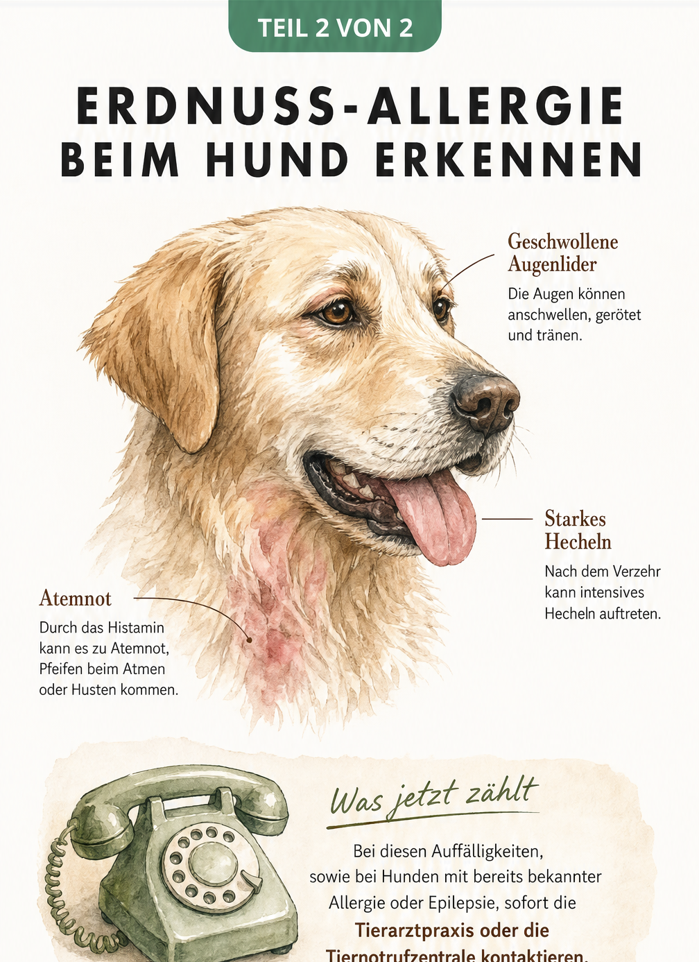 Aquarell-Zeichnung eines Hundes mit Symptomen einer Erdnuss-Allergie wie geschwollene Augenlider und Atemnot