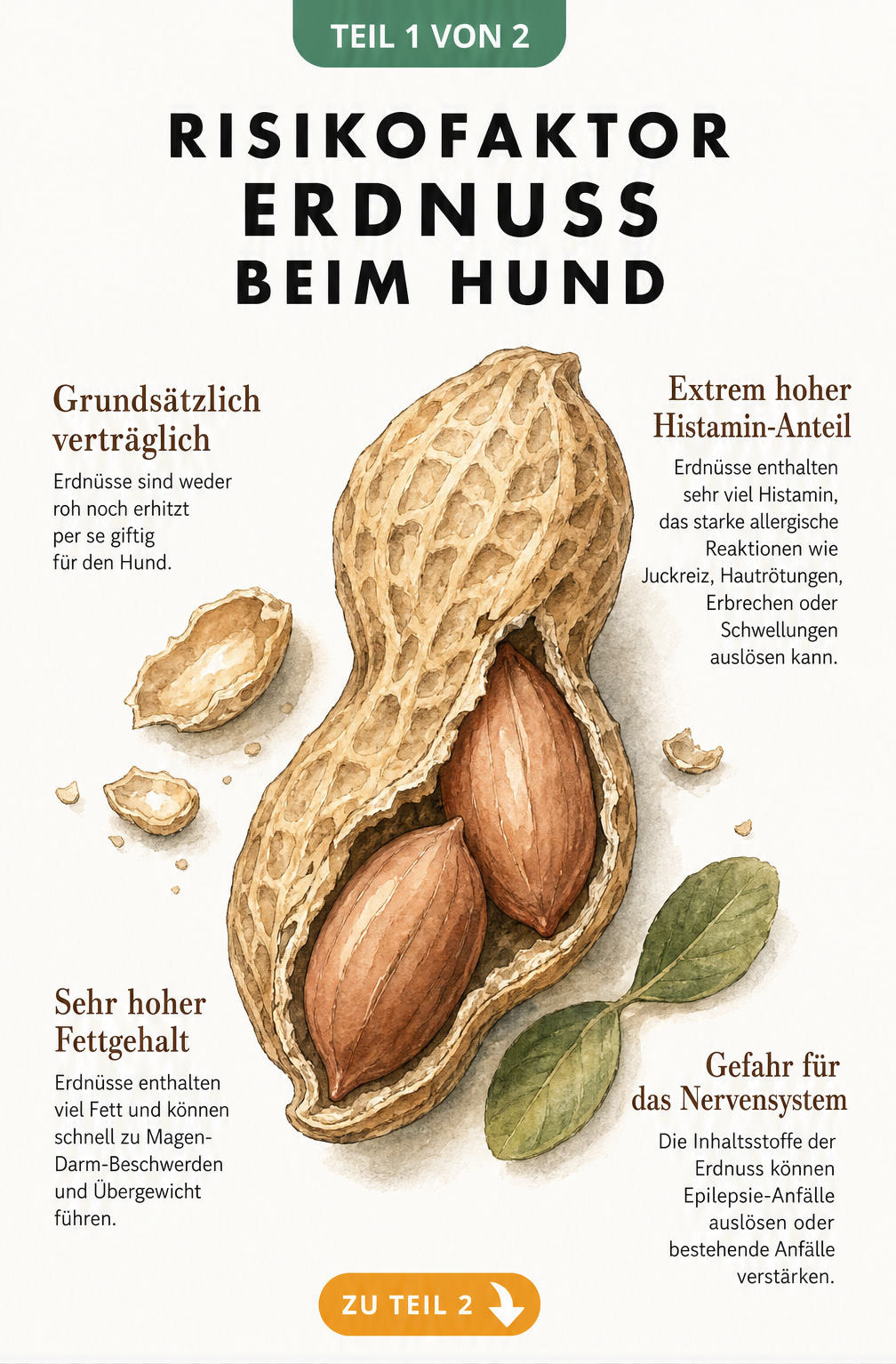 Botanische Illustration einer Erdnuss mit Hinweisen zu Histamin, Fettgehalt und Epilepsie-Gefahr für Hunde