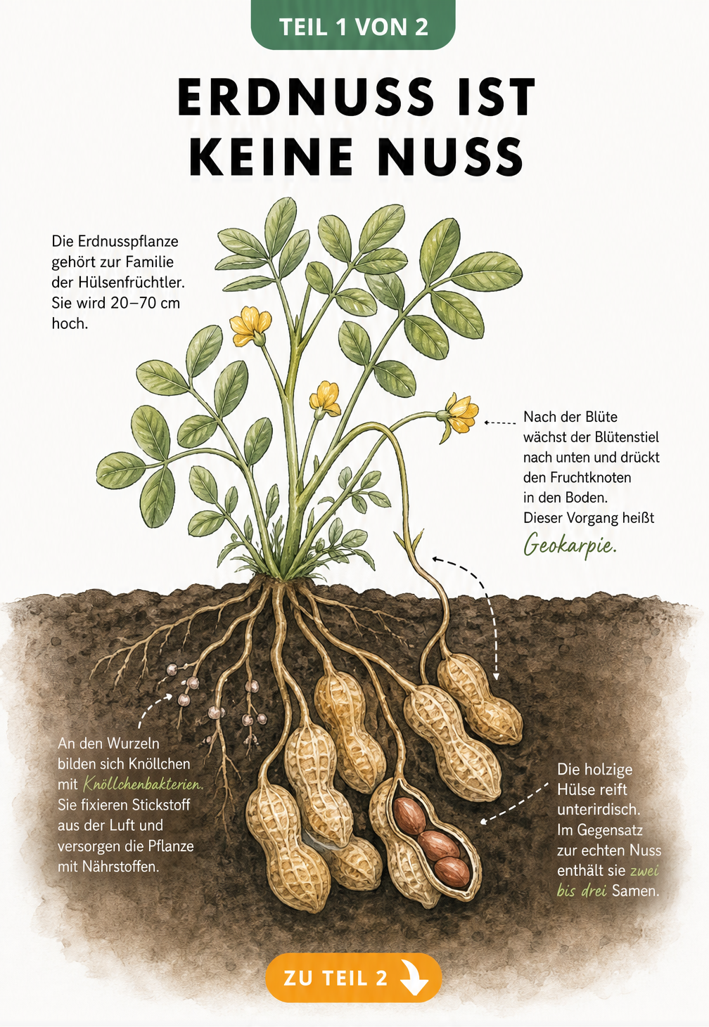 Botanische Illustration der Erdnusspflanze mit Wurzeln, Blüten und unterirdisch reifenden Erdnüssen