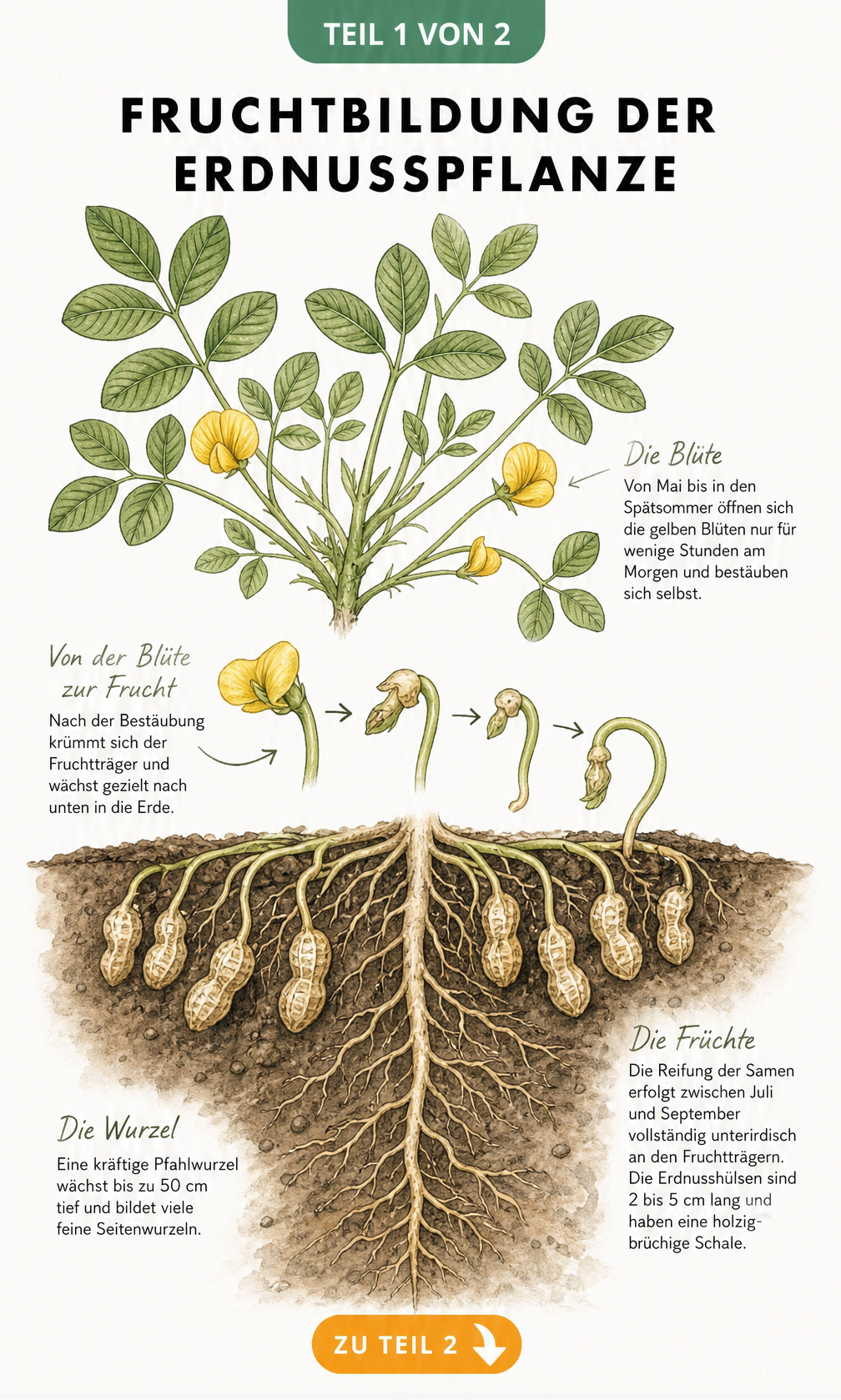 Botanische Querschnitt-Illustration einer Erdnusspflanze mit oberirdischen Blüten und unterirdischer Fruchtbildung