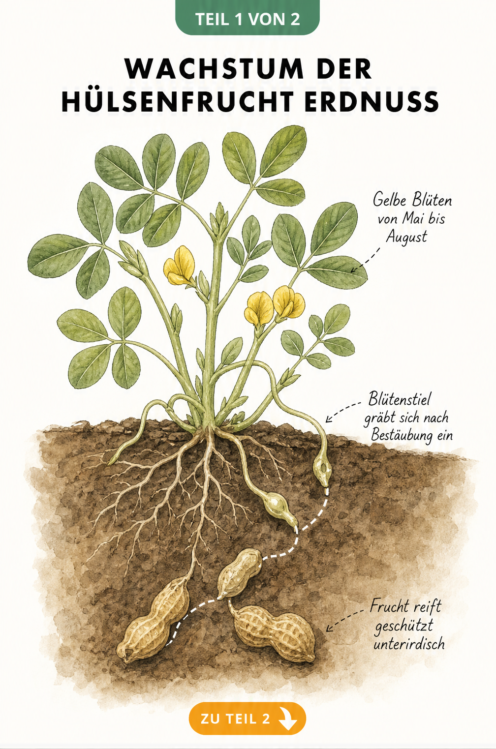 Botanische Illustration der Erdnusspflanze mit Wurzeln und unterirdischer Fruchtbildung