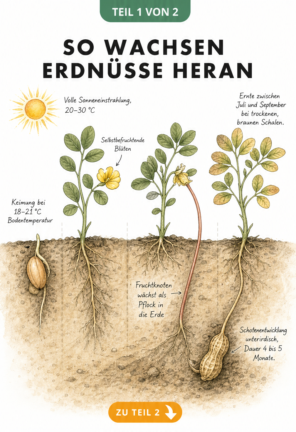 Botanische Querschnitts-Illustration der Erdnusspflanze, die das Wachstum über und unter der Erde zeigt