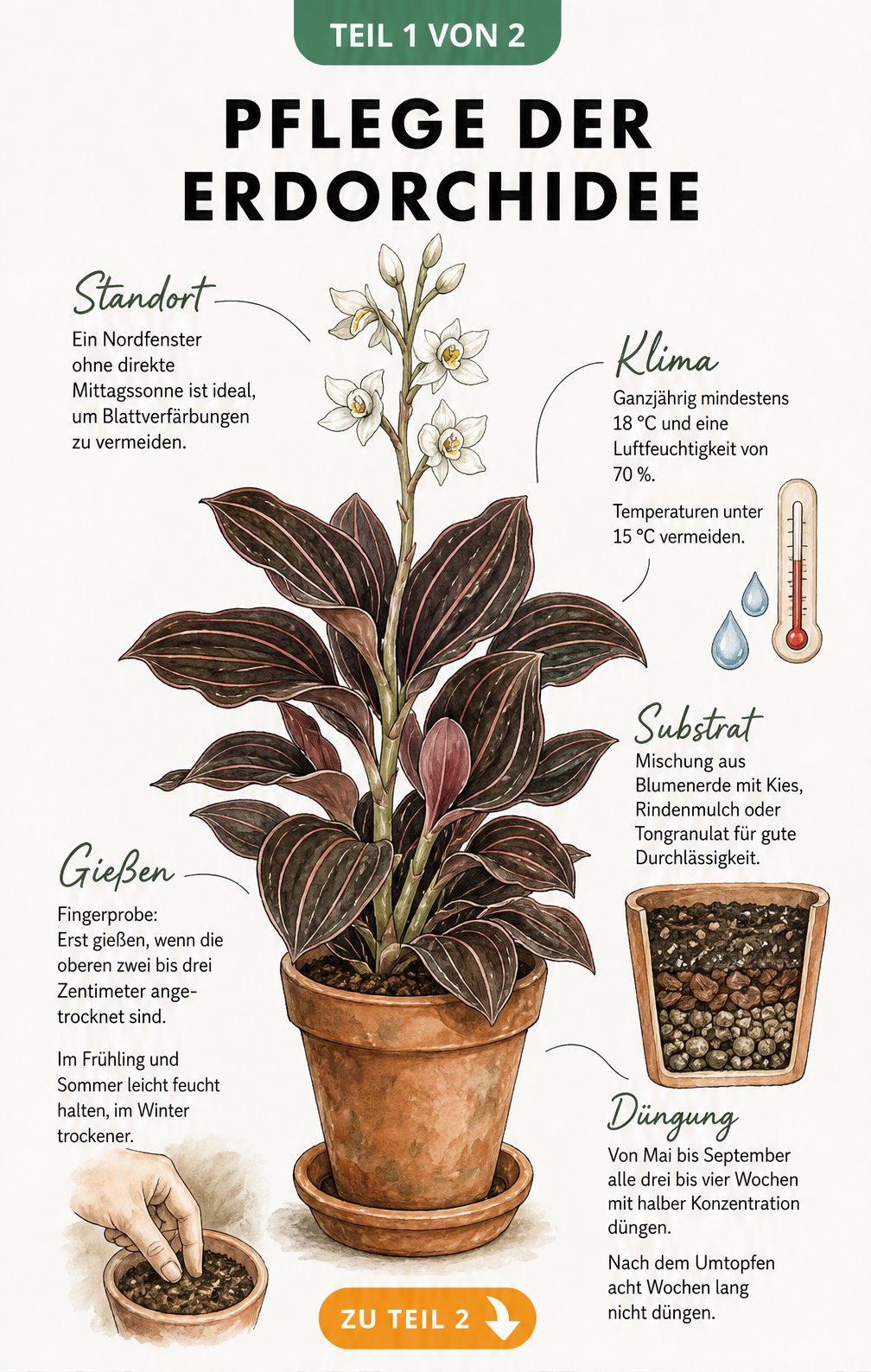 Botanische Illustration der Erdorchidee Ludisia discolor mit Hinweisen zu Standort, Klima, Gießen und Substrat