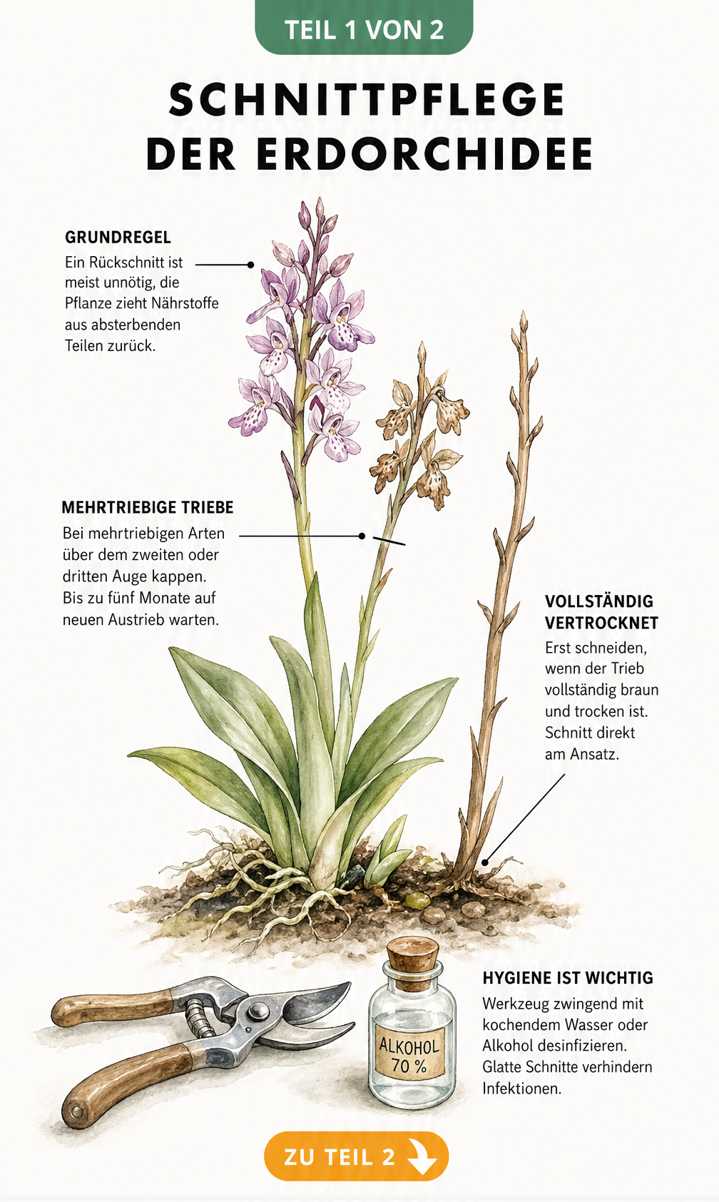 Botanische Illustration einer Erdorchidee mit Hinweisen zum richtigen Rückschnitt von verblühten und vertrockneten Trieben.