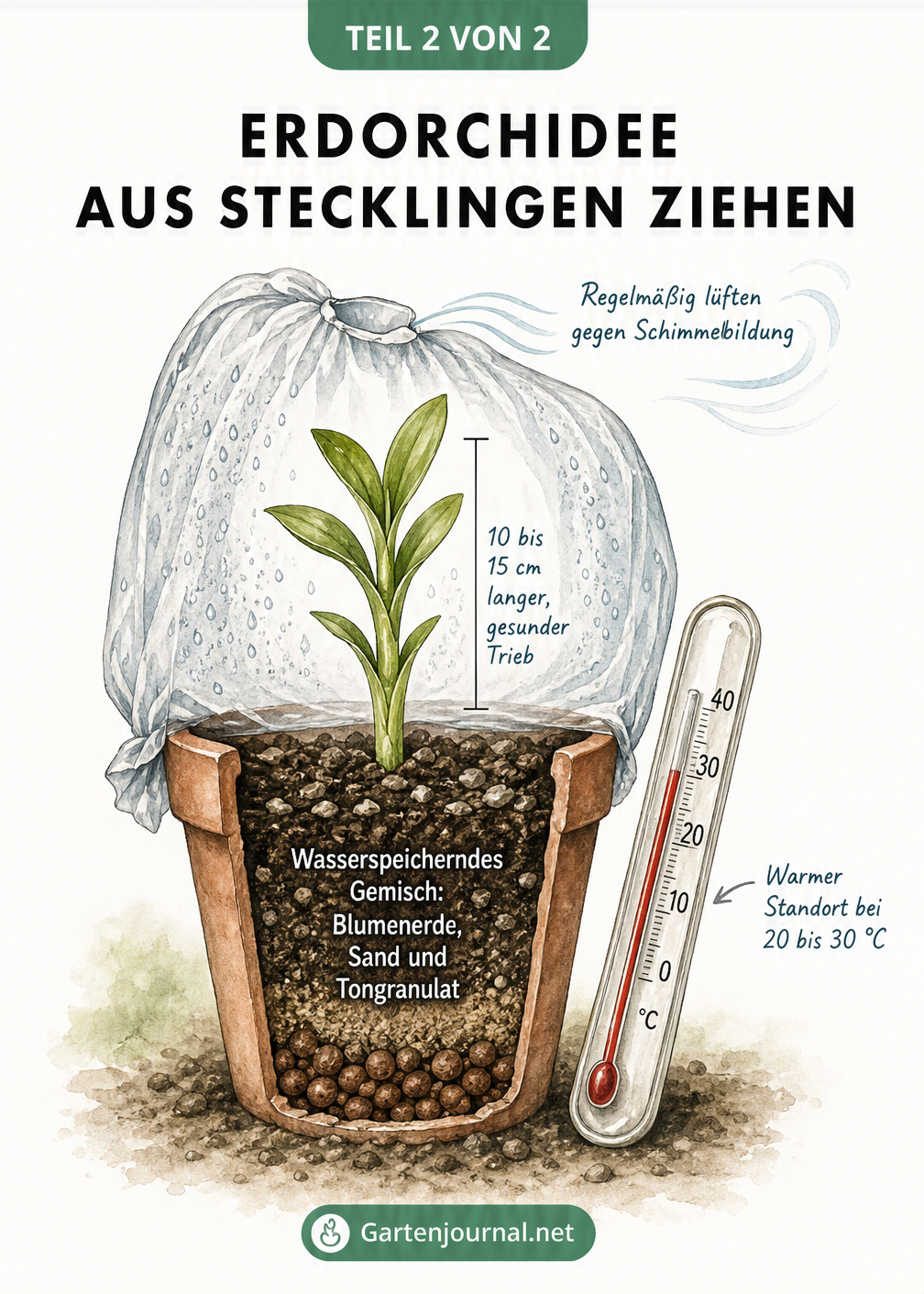 Querschnitt eines Mini-Gewächshauses mit einem Erdorchideen-Steckling in einem Anzuchttopf bei 20 bis 30 Grad Celsius.