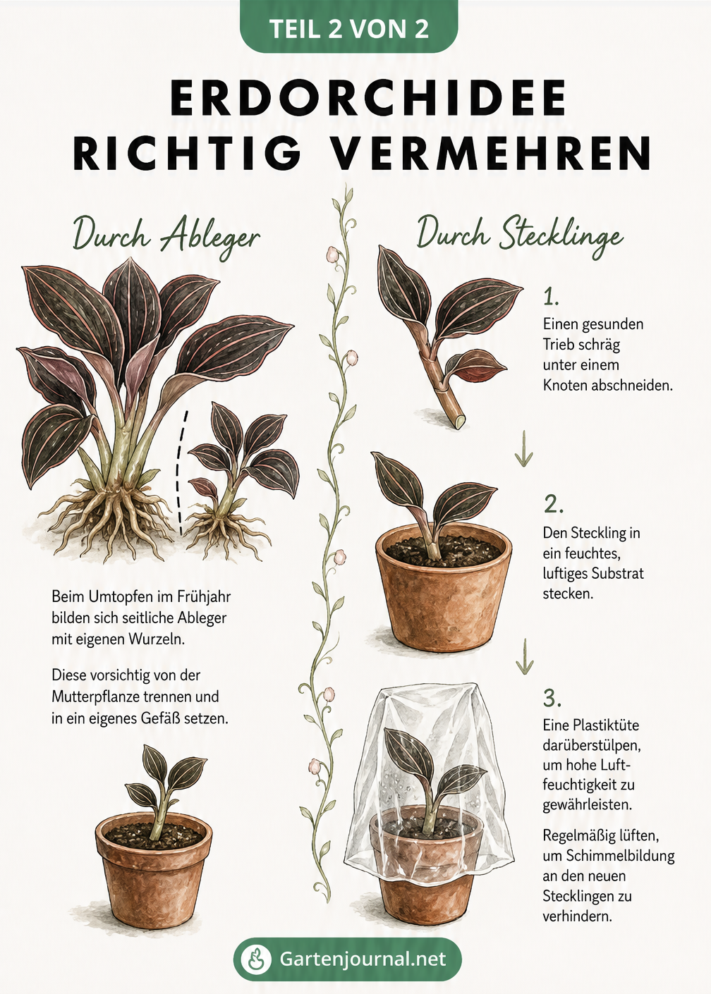 Illustration zur Vermehrung der Erdorchidee durch Ableger und Stecklinge im kleinen Anzuchttopf