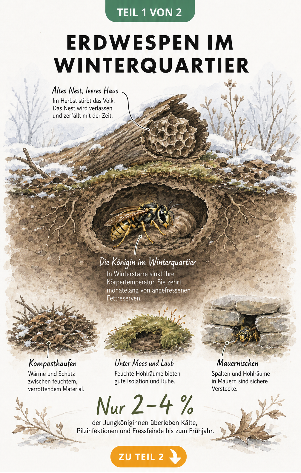 Querschnitt eines winterlichen Gartenbodens mit einer ruhenden Erdwespen-Königin in einer Erdhöhle unter einem Holzstamm.