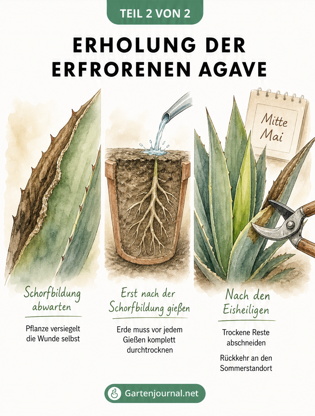 Aquarellierte Darstellung des Heilungsprozesses einer erfrorenen Agave in drei Schritten: Schorfbildung, vorsichtiges Gießen und Neuaustrieb nach dem...