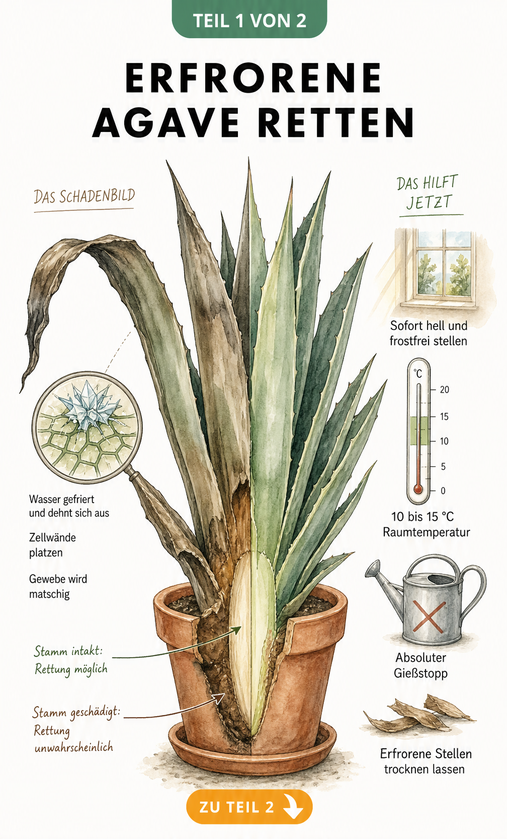 Botanische Illustration einer erfrorenen Agave im Topf mit Schadbild durch Eiskristalle und Hinweisen zur Rettung im Winterquartier