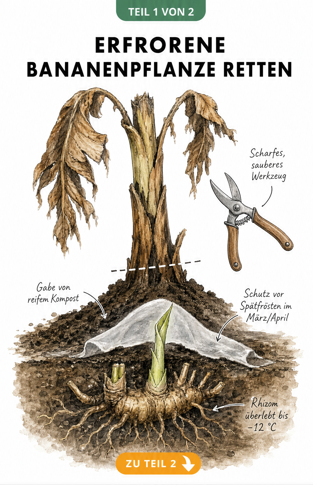 Botanische Schnittdarstellung einer erfrorenen Bananenpflanze mit gesundem Rhizom und Neuaustrieb unter der Erde