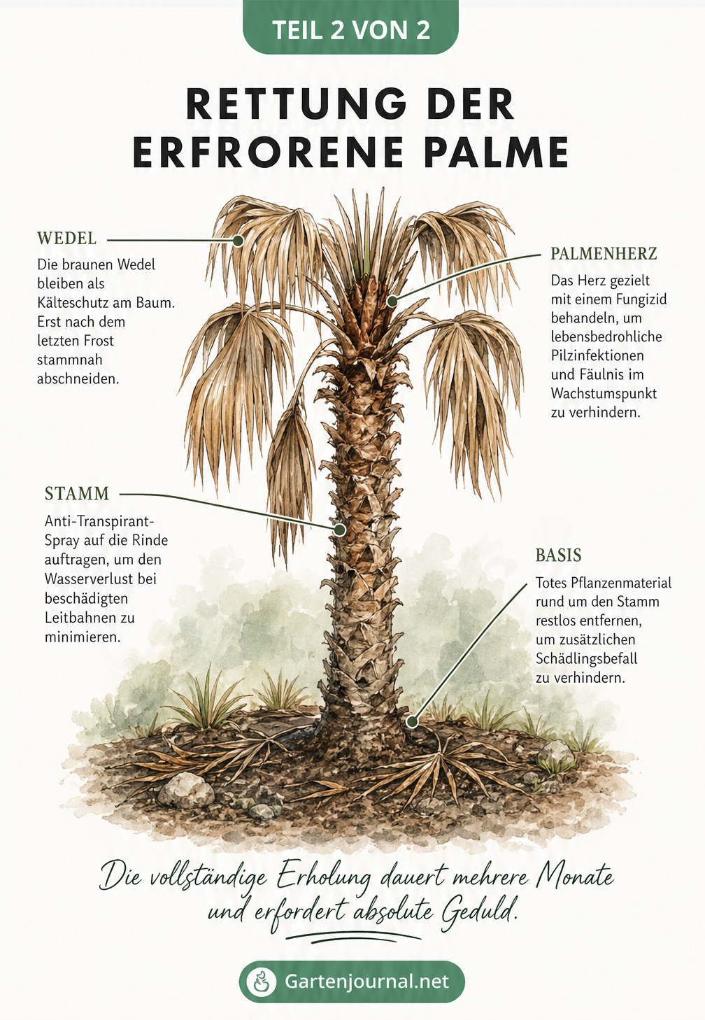Illustration einer Palme mit Frostschäden und Hinweisen zur Rettung: Wedel als Kälteschutz belassen, Fungizid ins Palmenherz, Anti-Transpirant-Spray auf die...