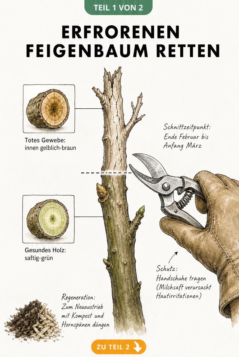 Botanische Zeichnung eines Feigenastes mit Gartenschere, die erfrorenes von gesundem Holz trennt